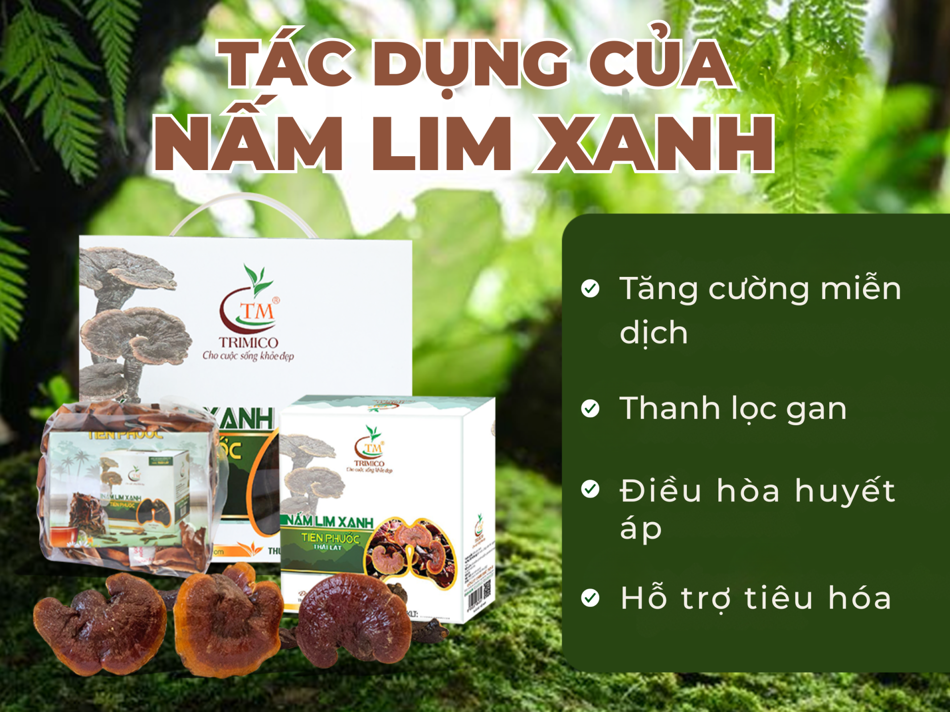 giá nấm lim xanh